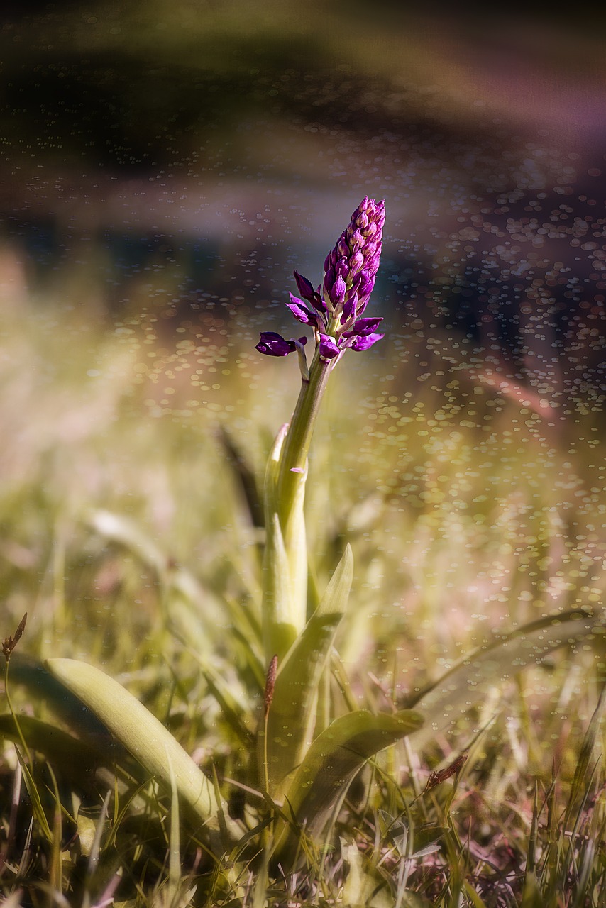 Image - orchid nature plant wild plant