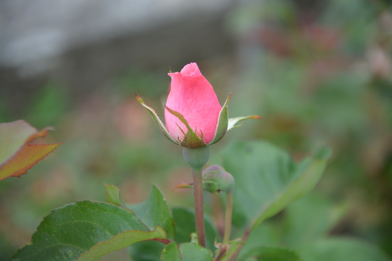 Image - rose bud rosebush nature garden