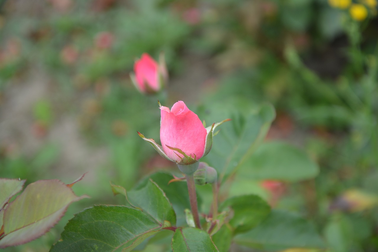 Image - rose bud rosebush petals pink