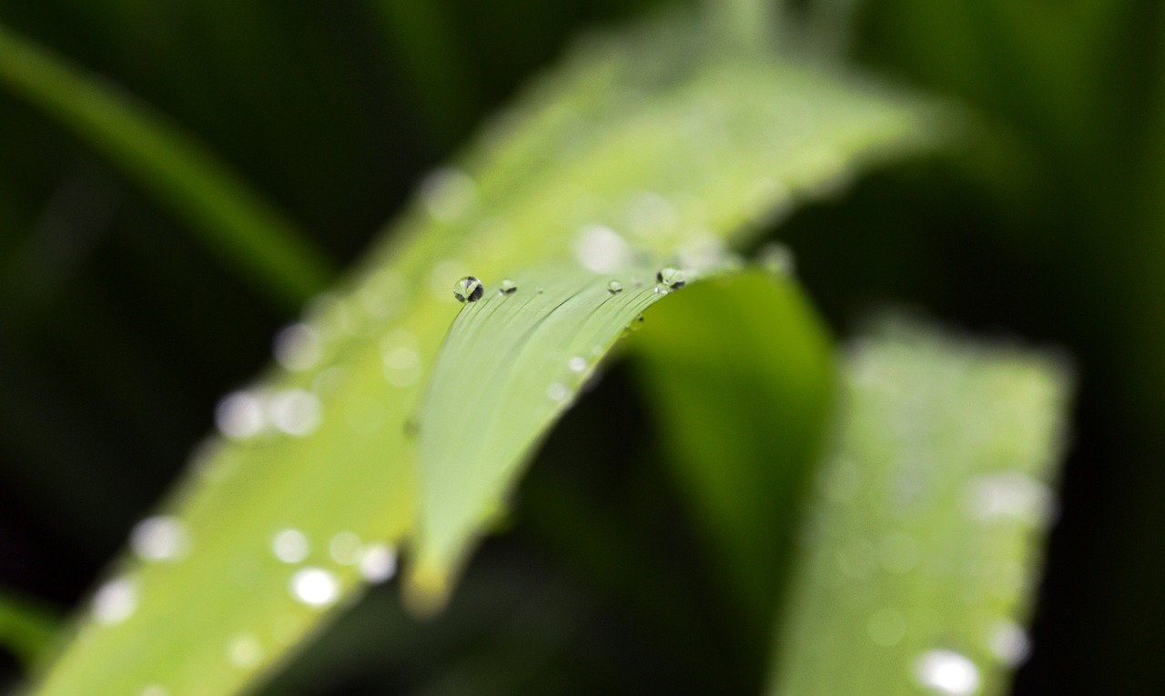 Image - bokeh nature garden wallpaper