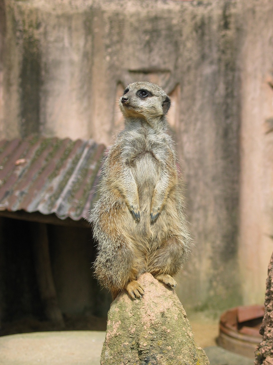 Image - meerkat zoo animal nature