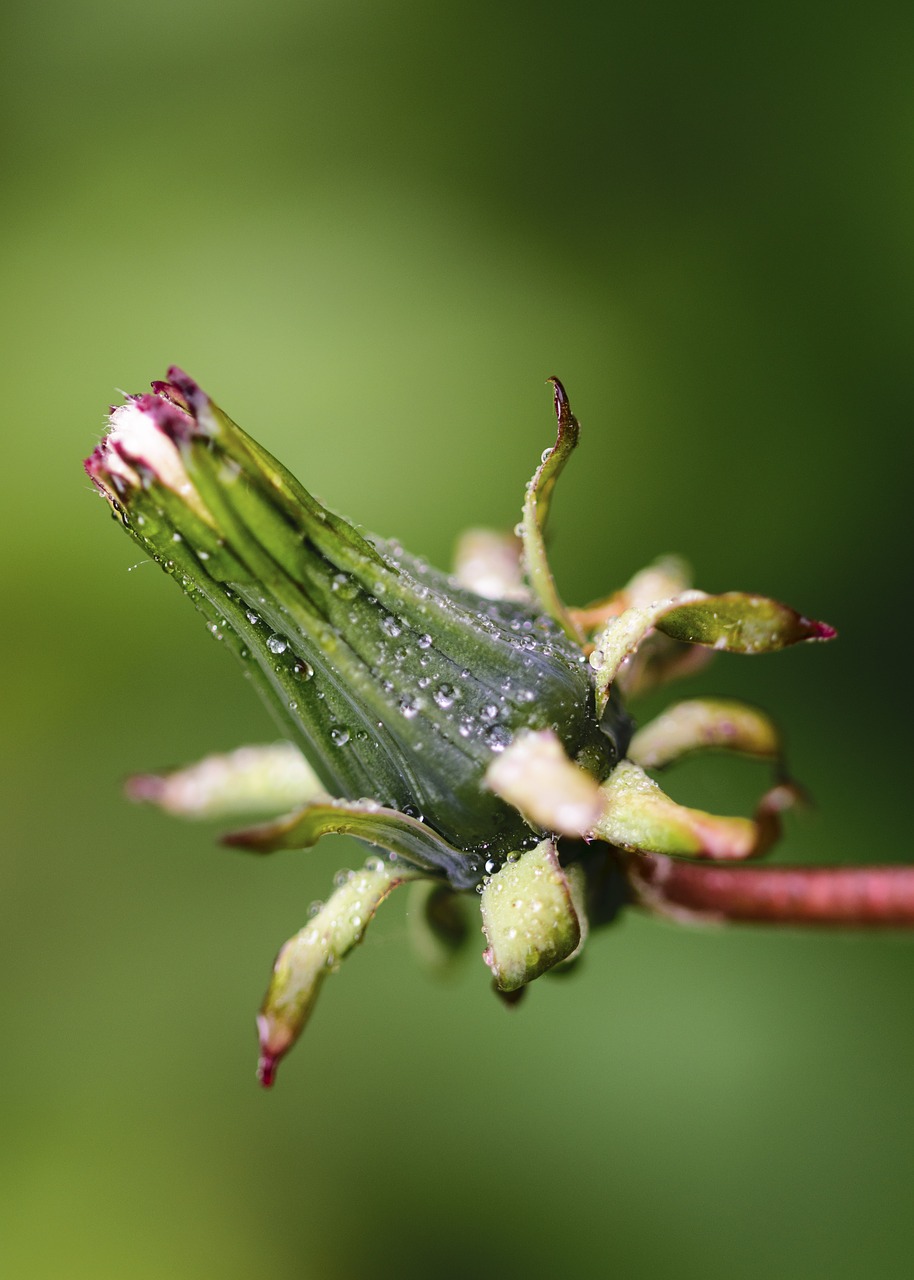 Image - macro green nature grass antenna