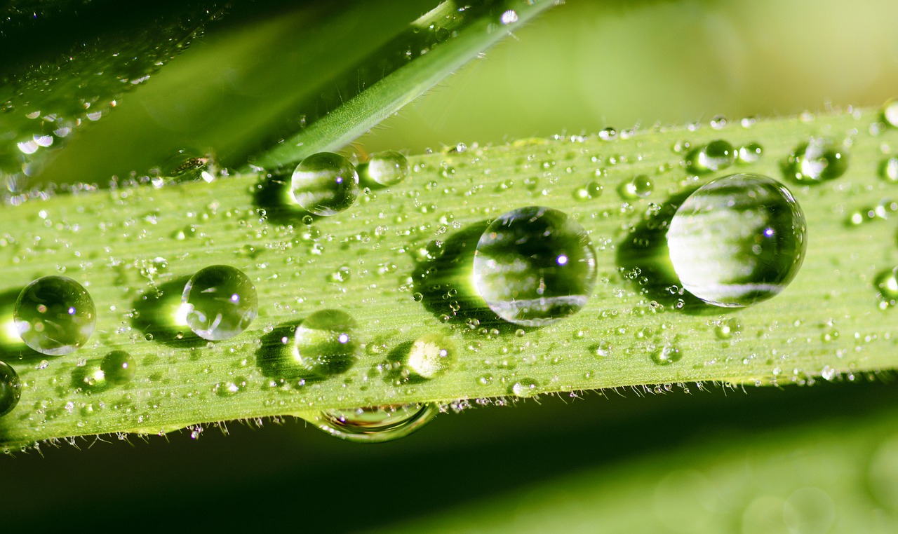 Image - leaf water green dew nature drop