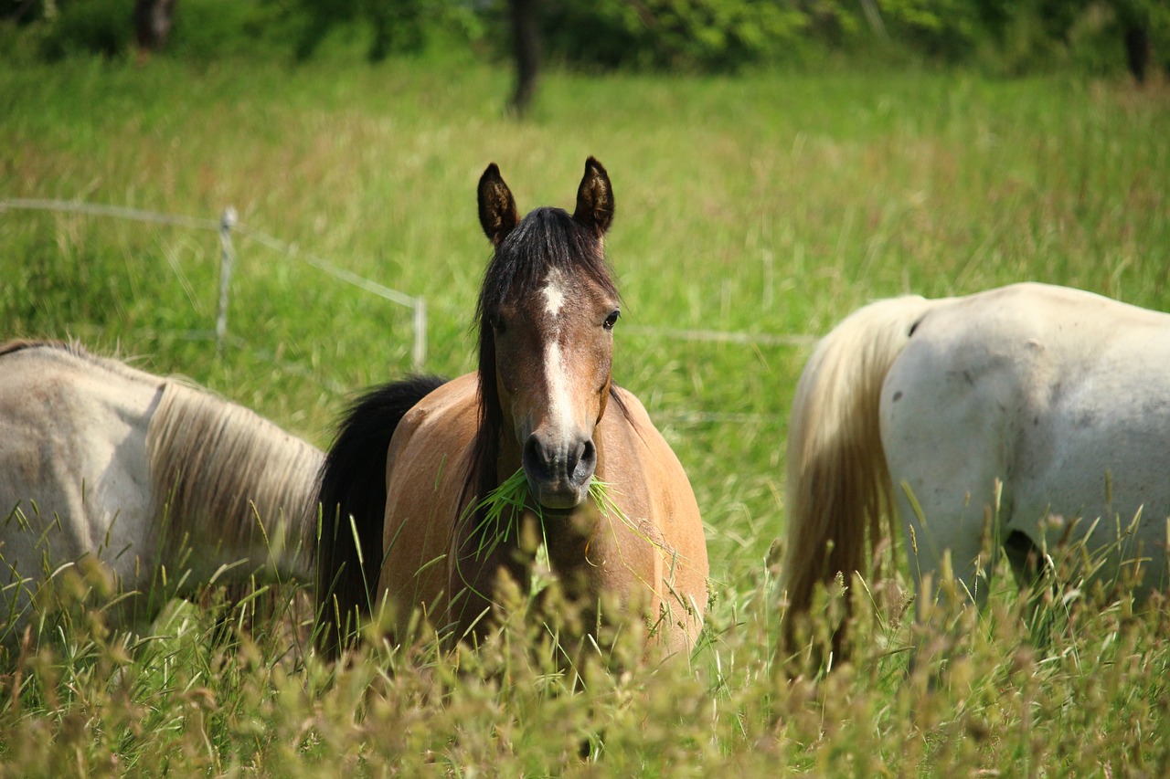 Image - horse pasture mold flock grass