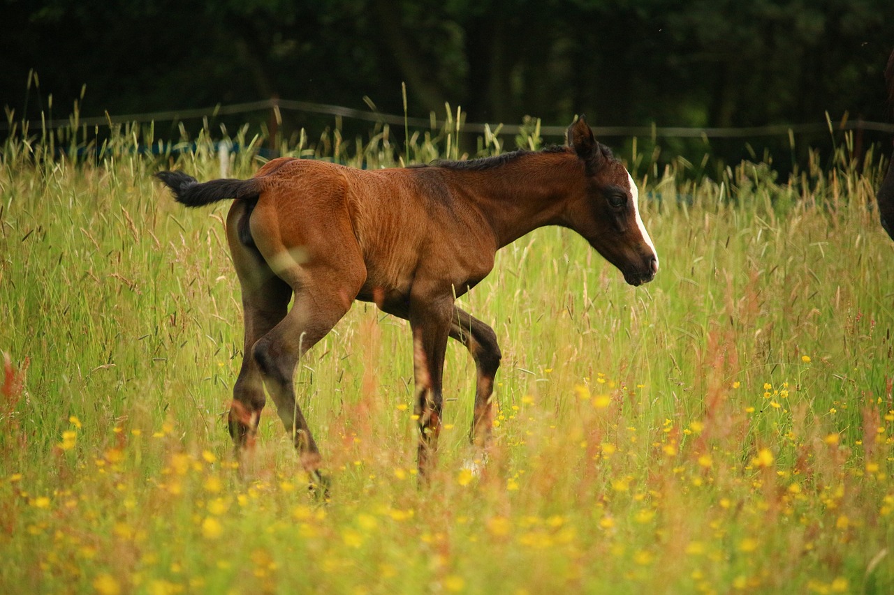 Image - foal horse brown pasture suckling