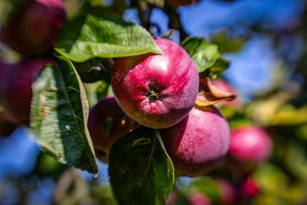 Image - apples red tree red apple fruit