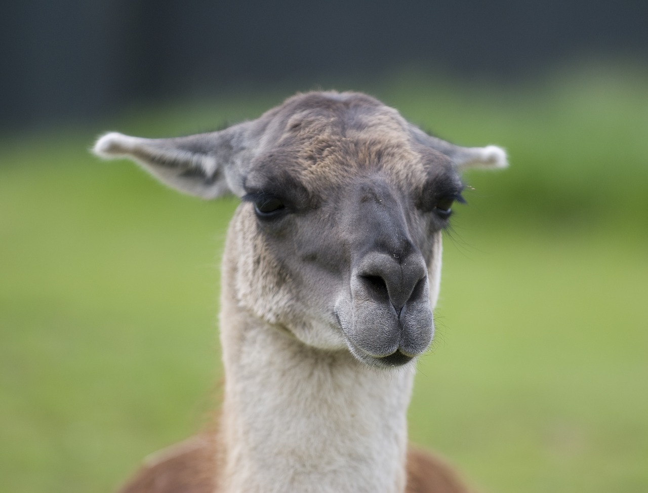 Image - alpaca llama cute