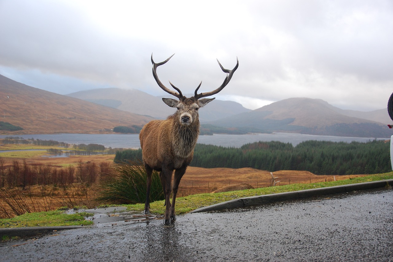 Image - stag highlands scotland rannoch