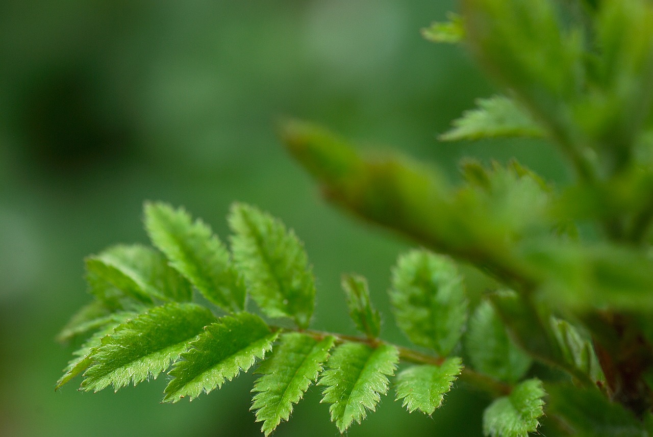 Image - macro bokeh nature plant close