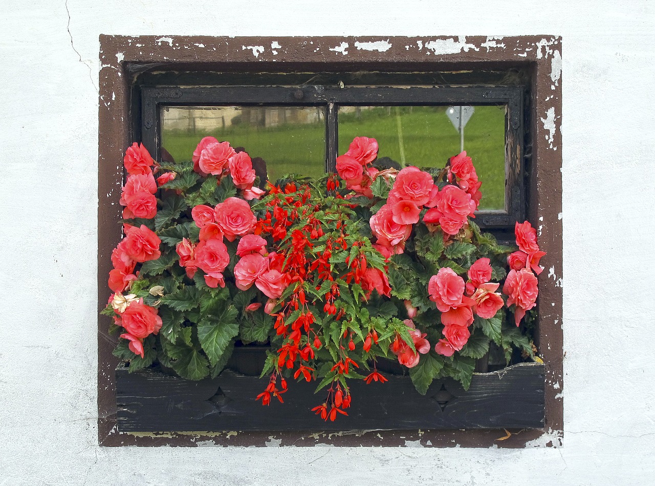 Image - window flower box roses