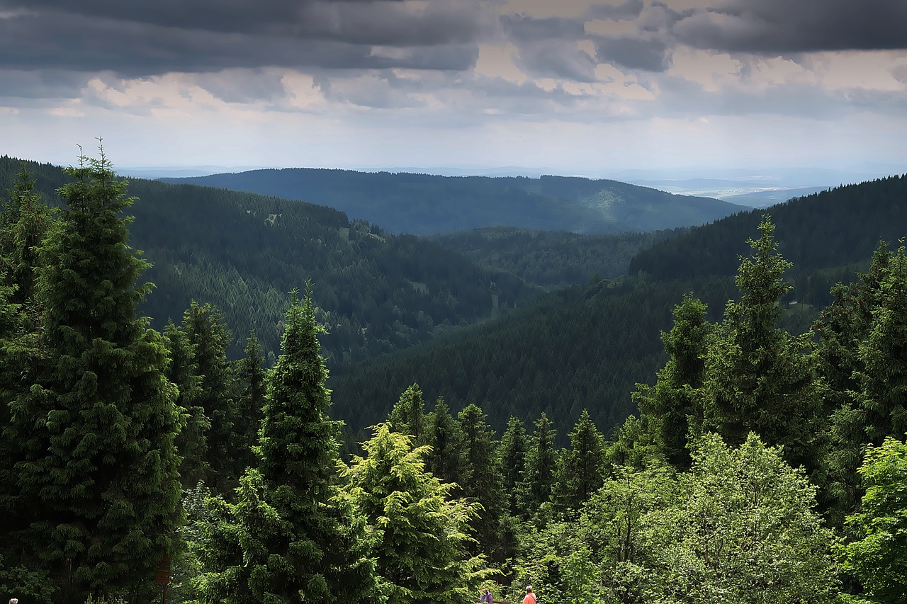 Image - forest view distant view