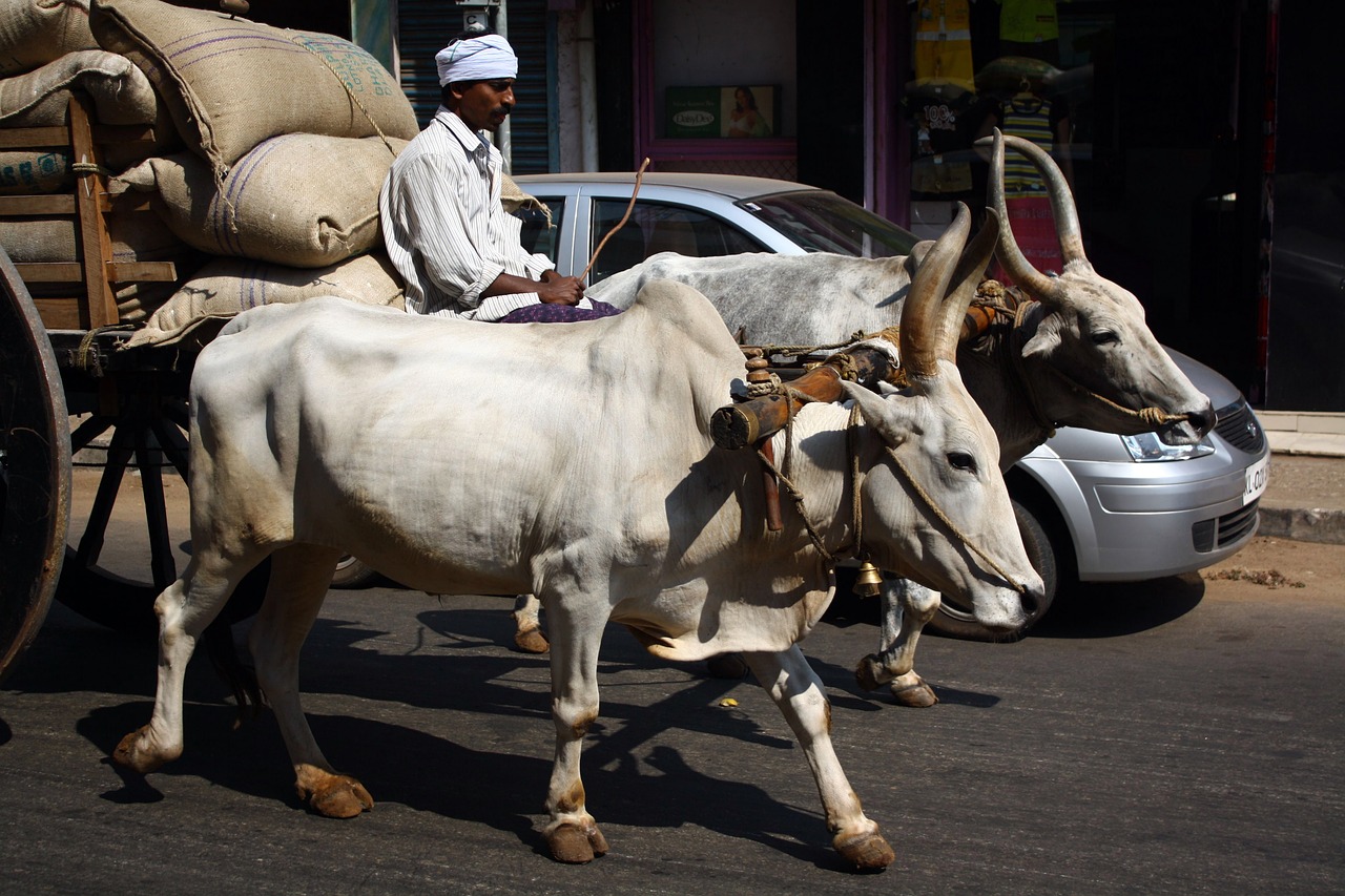 Image - cow indian transport