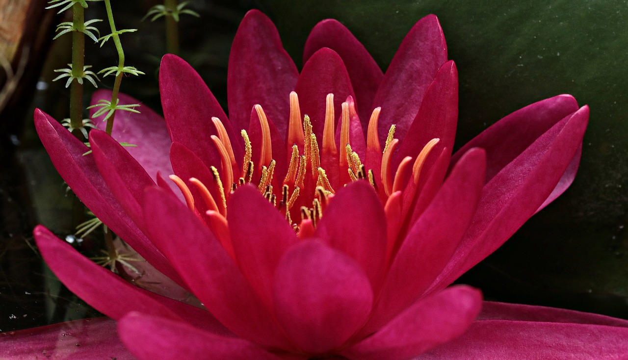Image - water lily nuphar lutea