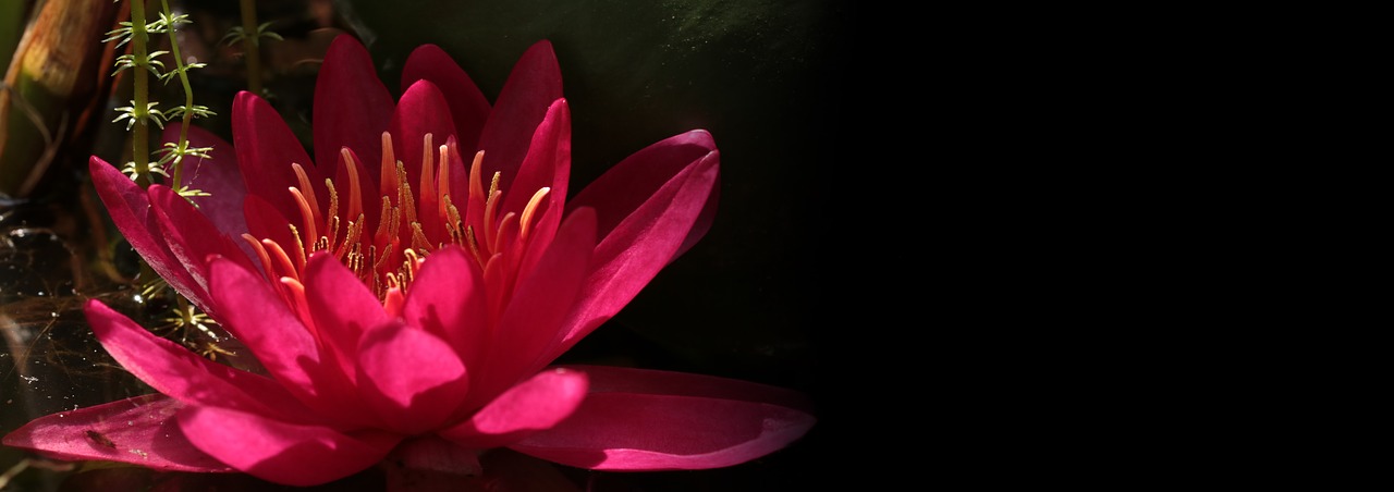 Image - water lily nuphar lutea