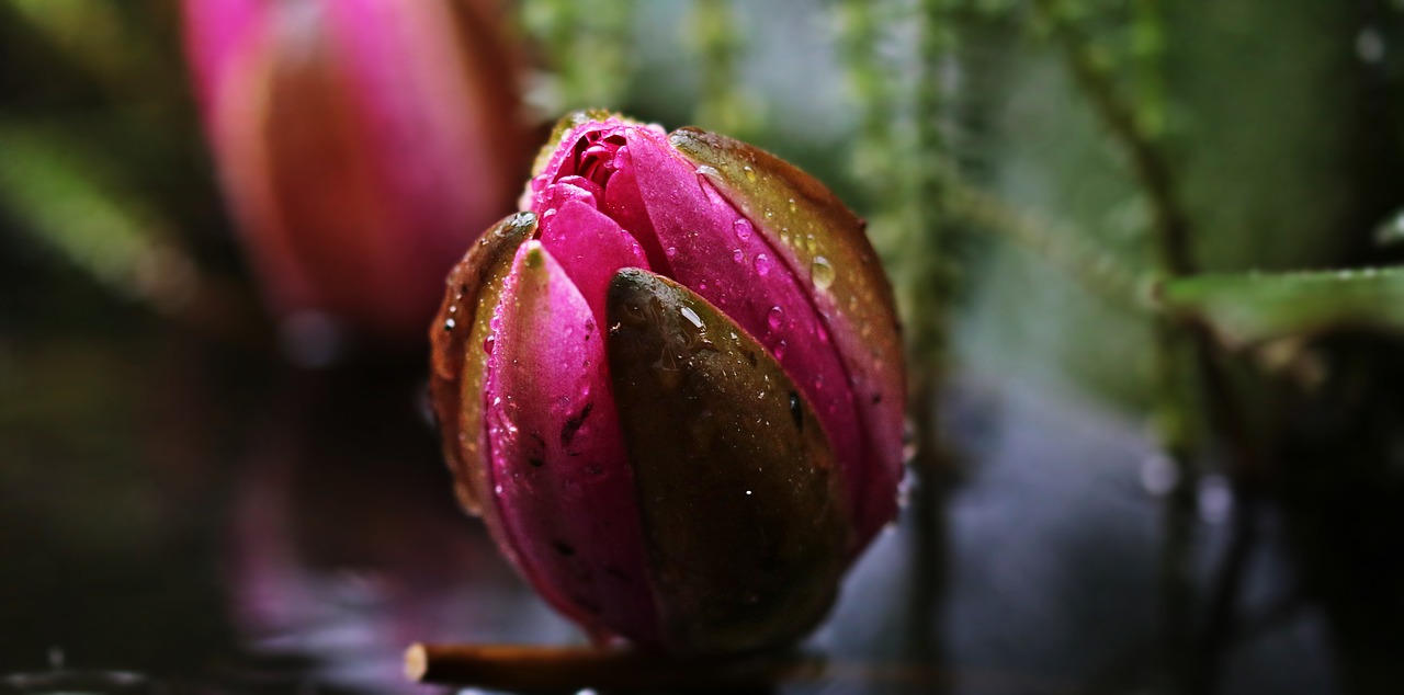 Image - water lily nuphar lutea