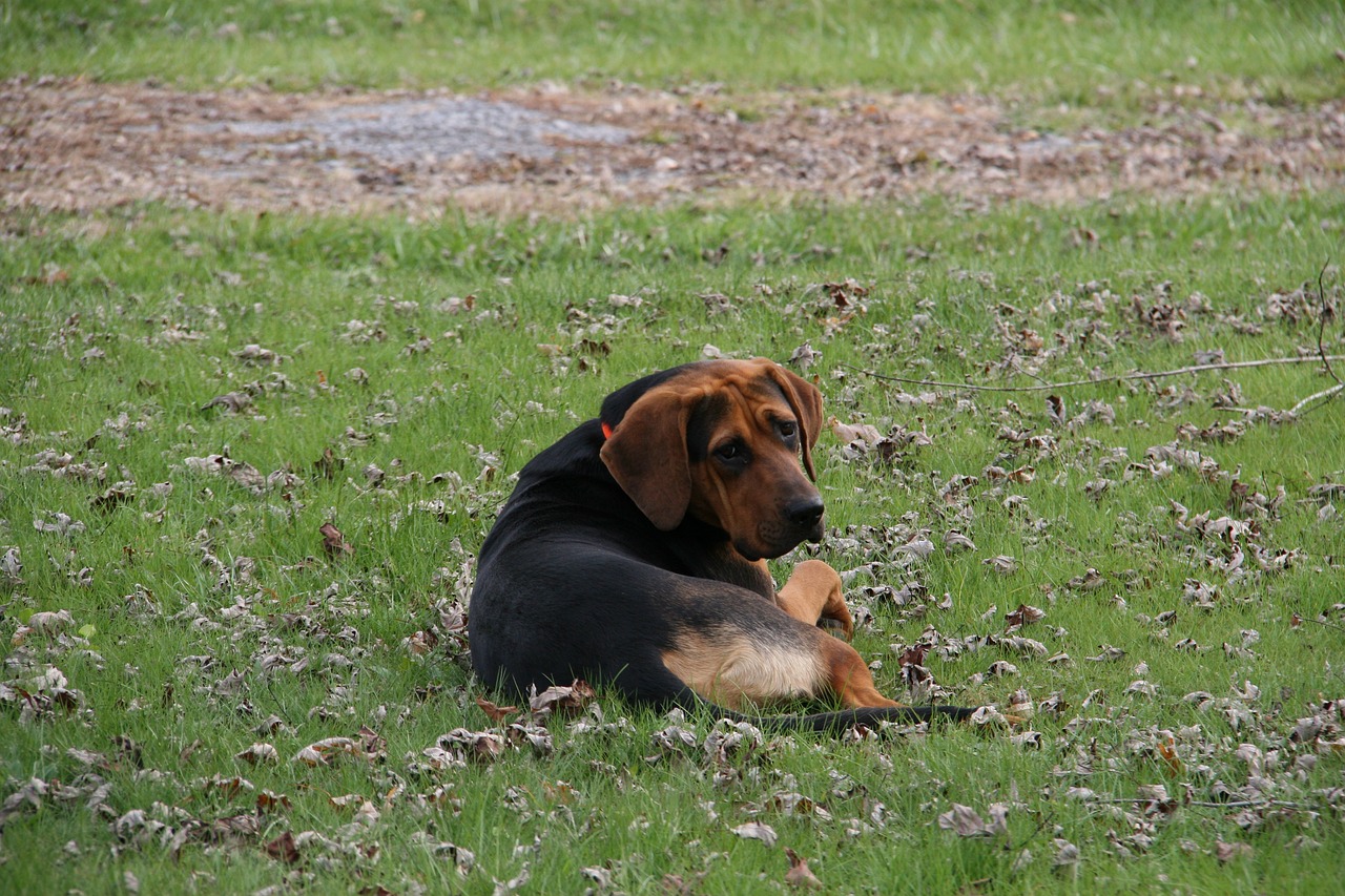 Image - dog outside laying down pet animal