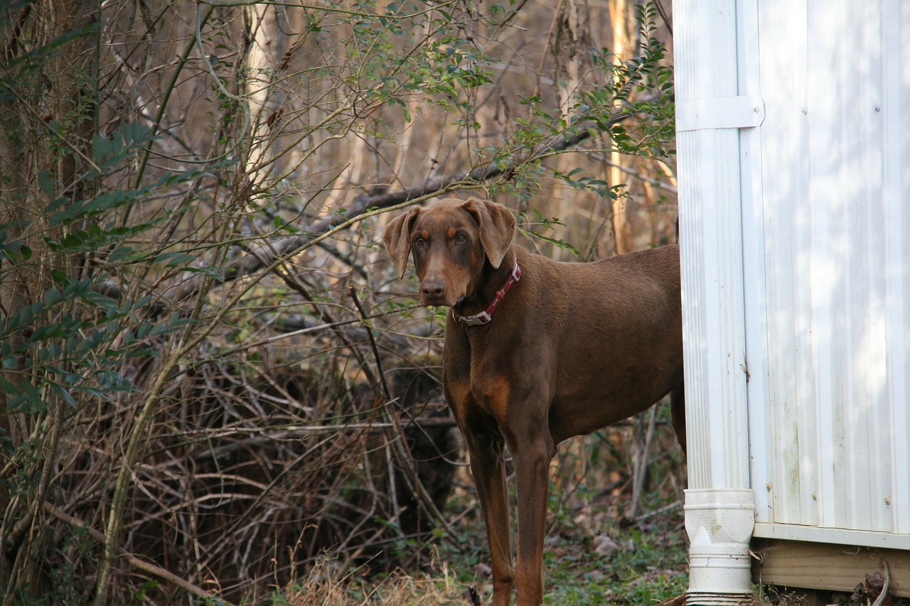 Image - dog standing brown pet animal