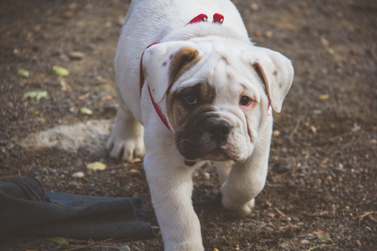 Image - puppy english bulldog walking