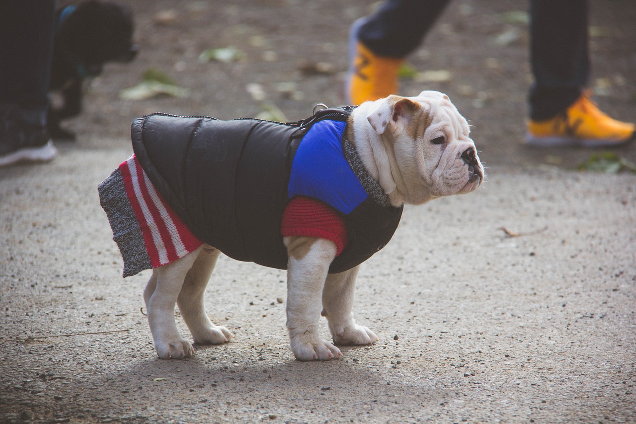 Image - english bulldog puppy sweater