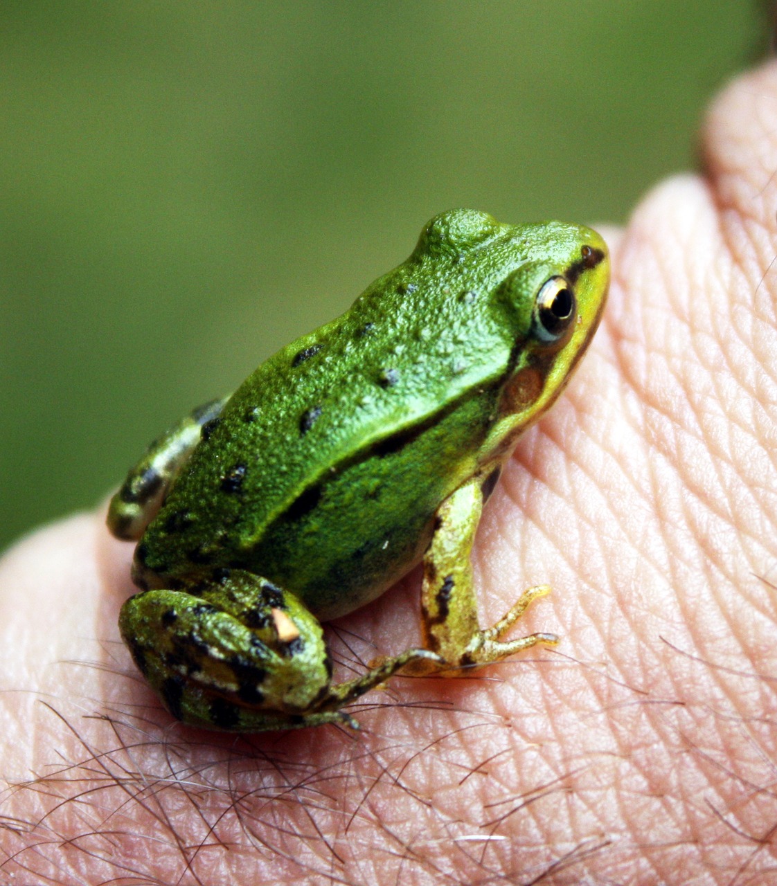 Image - frog green nature cute wildlife