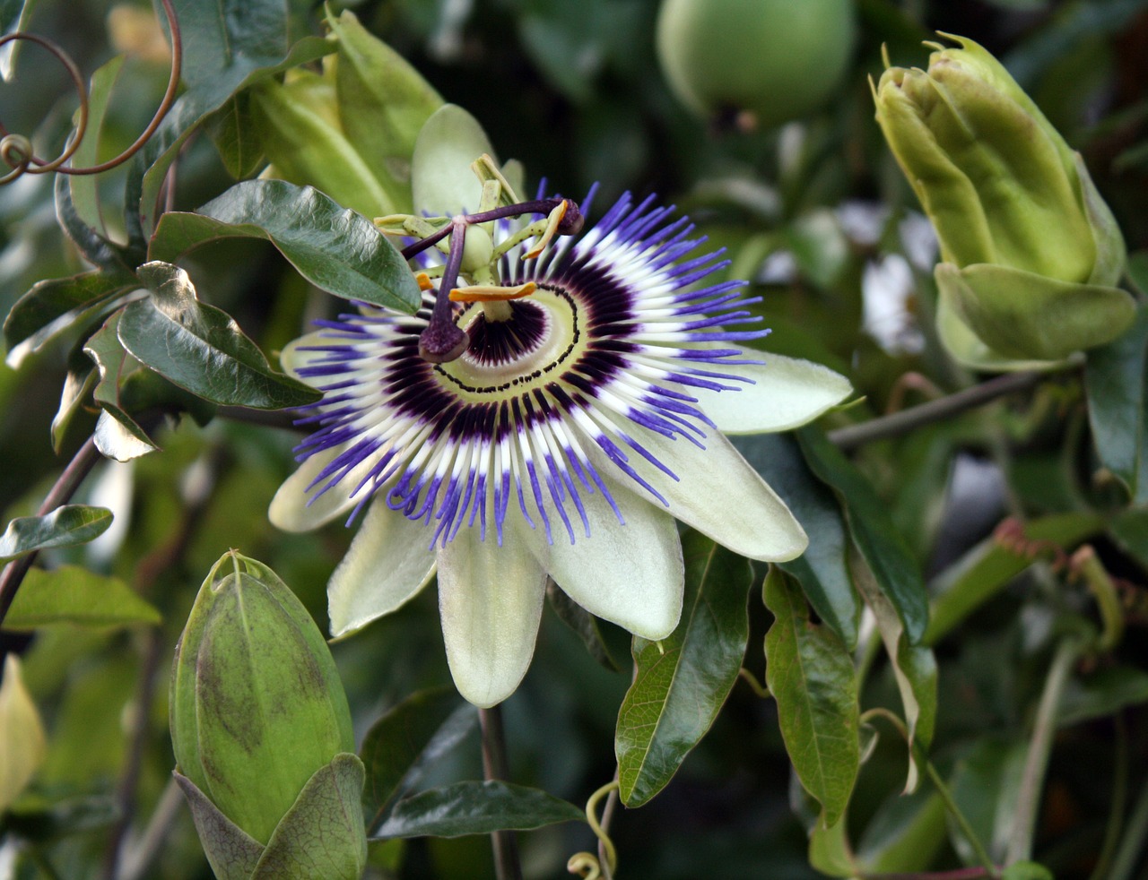 Image - passion flower exotic floral plant