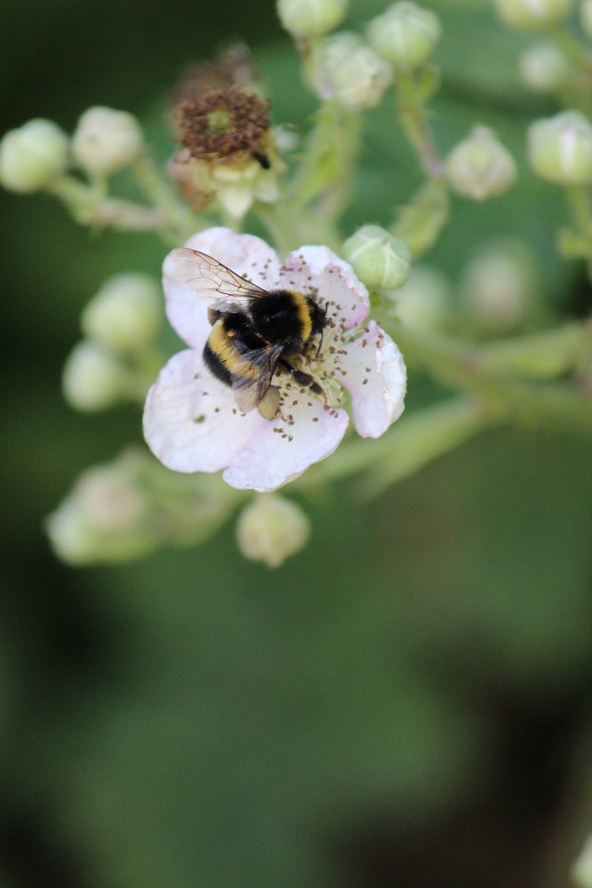 Image - blackberry hummel garden