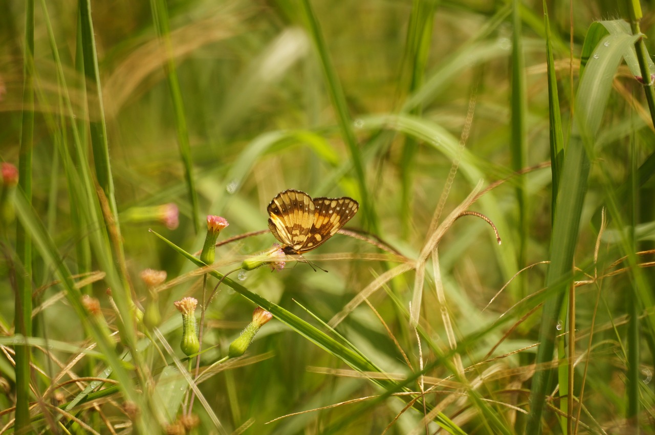 Image - insects butterfly salento armenia