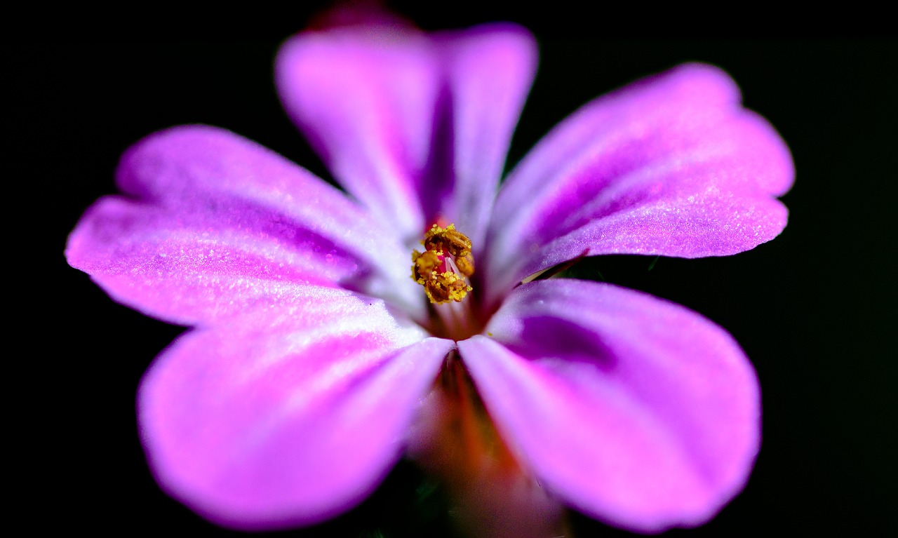 Image - flower purple pink bloom orchid