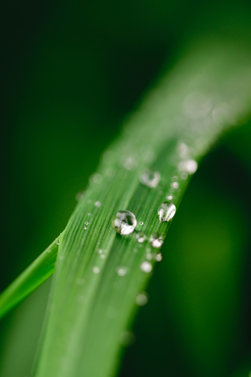 Image - green water leaf dew nature grass