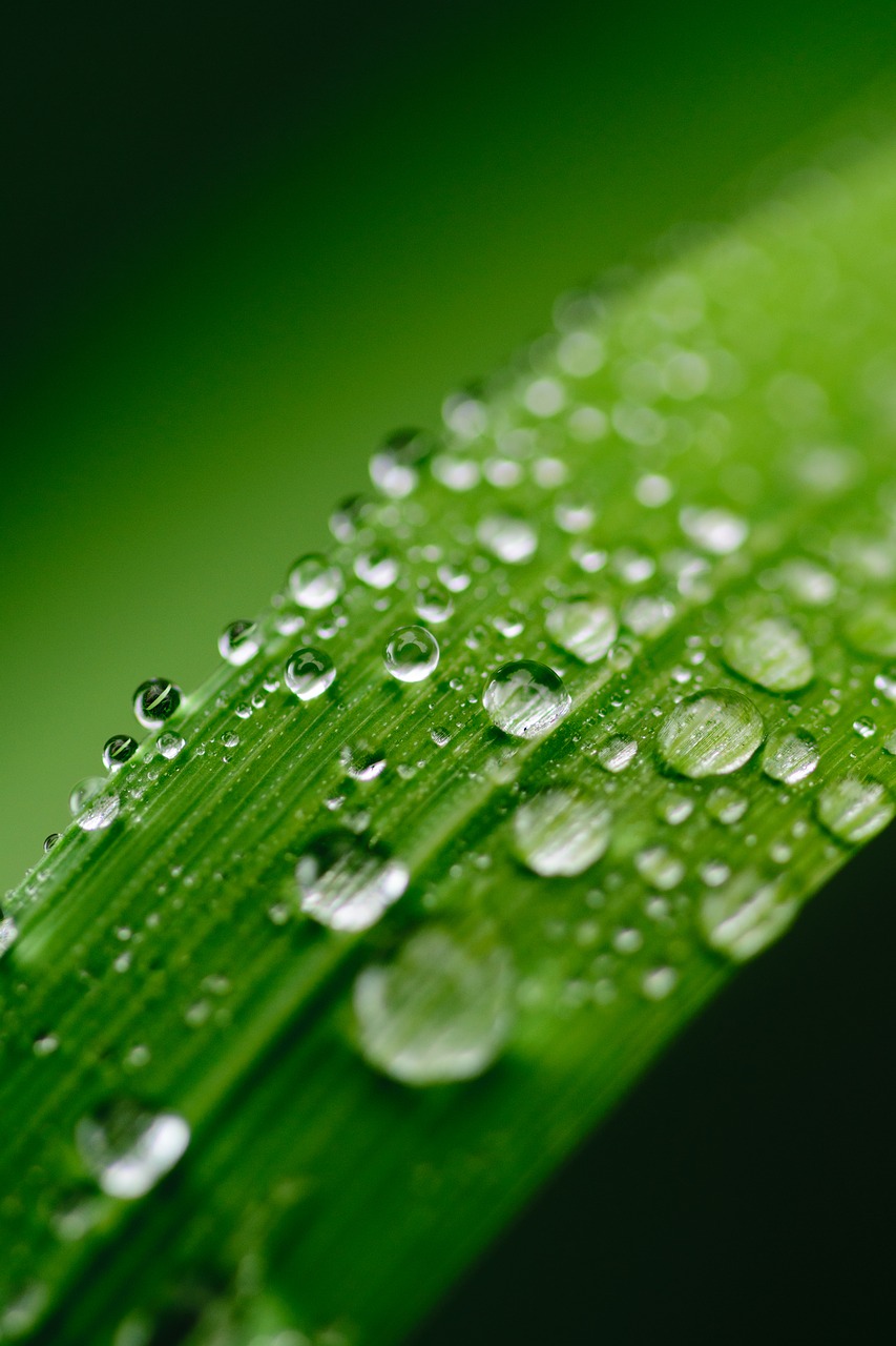 Image - green water leaf dew nature grass