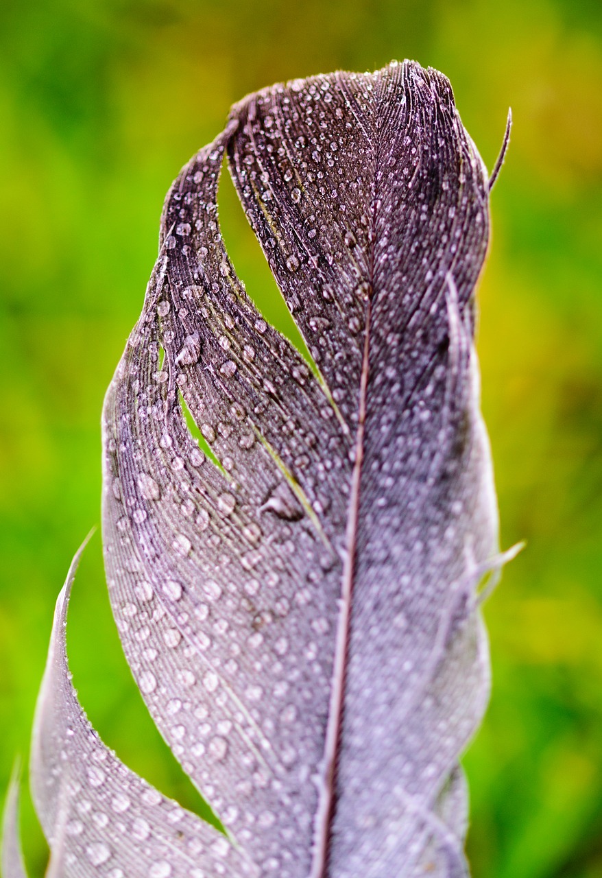 Image - green leaf nature animal lizard