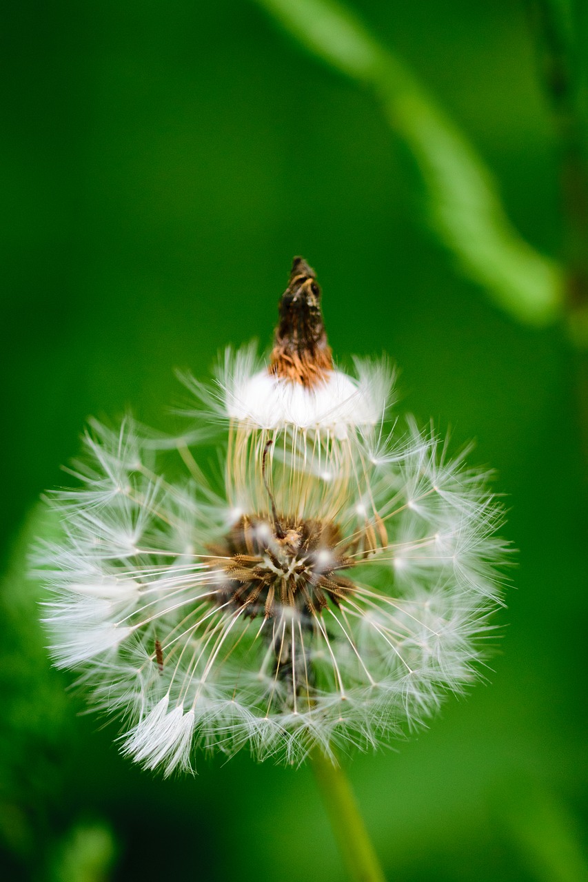 Image - dandelion flower nature macro