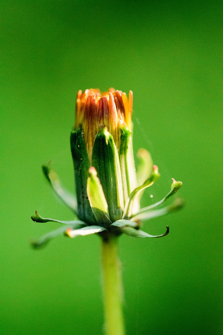 Image - flower nature animal macro green