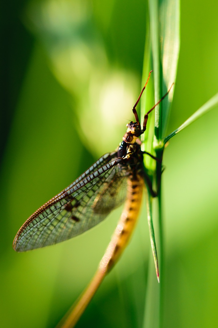 Image - insect dragonfly macro fly nature