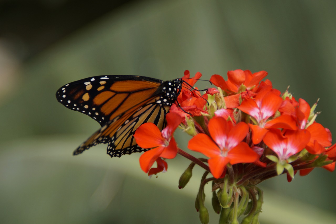 Image - butterfly monarch butterfly