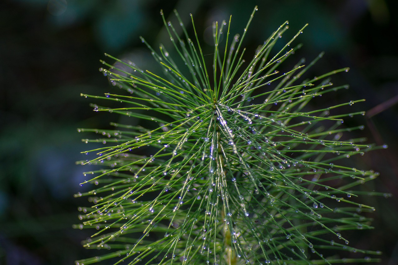 Image - horsetail green drops rosa summer