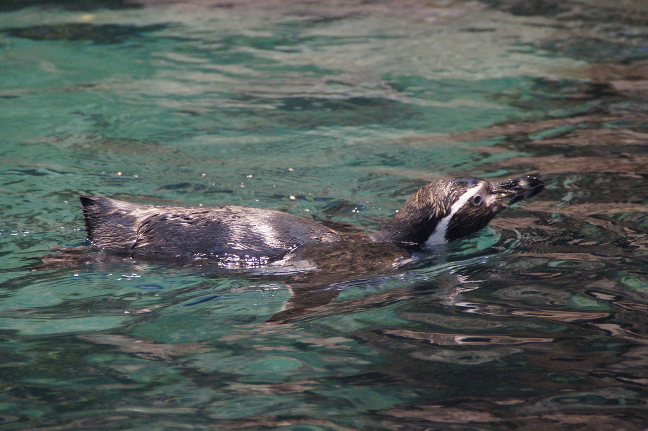 Image - penguin floating zoo swim