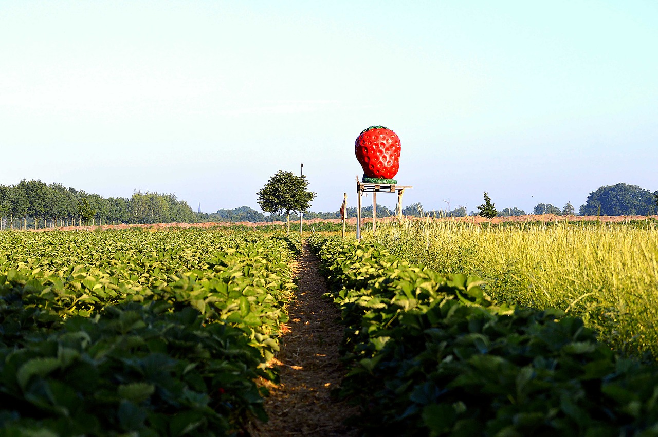 Image - strawberry field arable agricultural