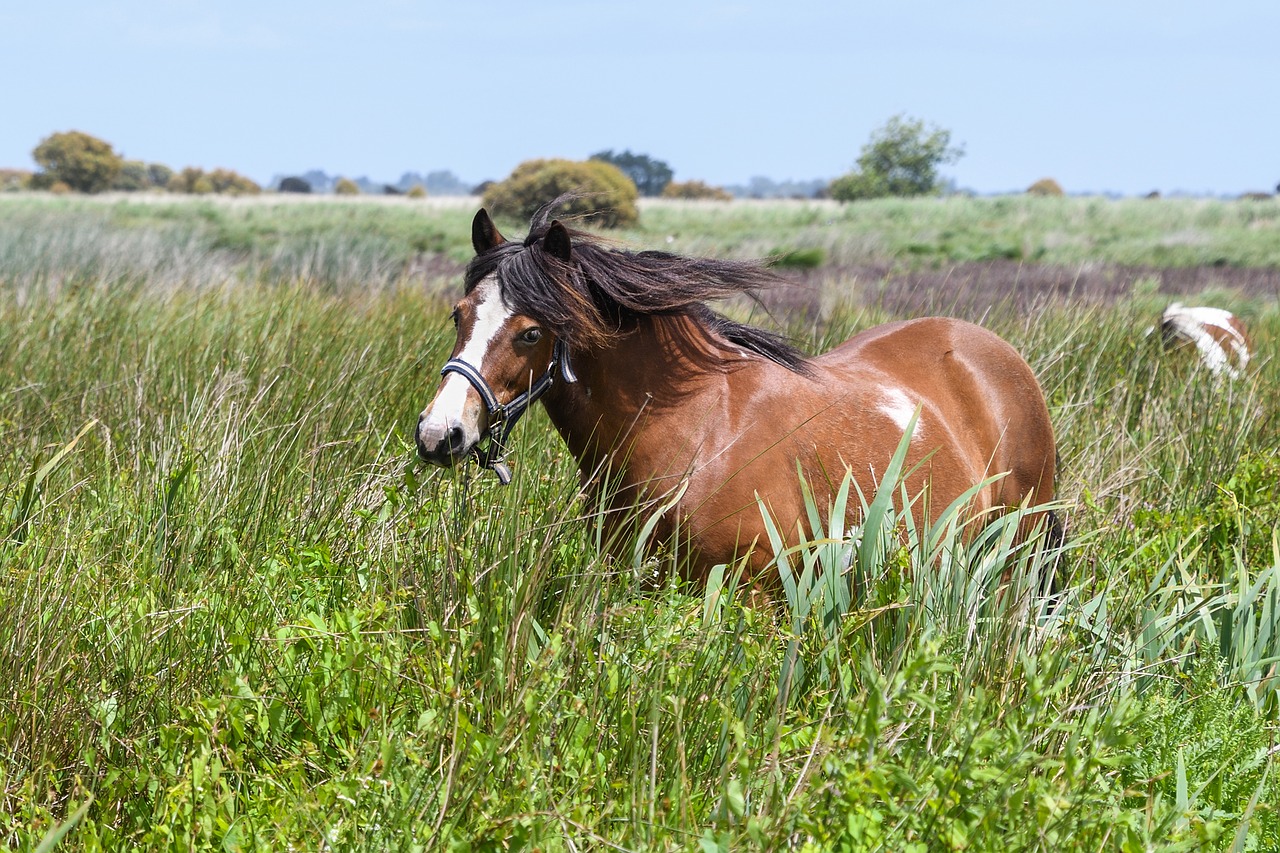 Image - pony marsh brière loire atlantique