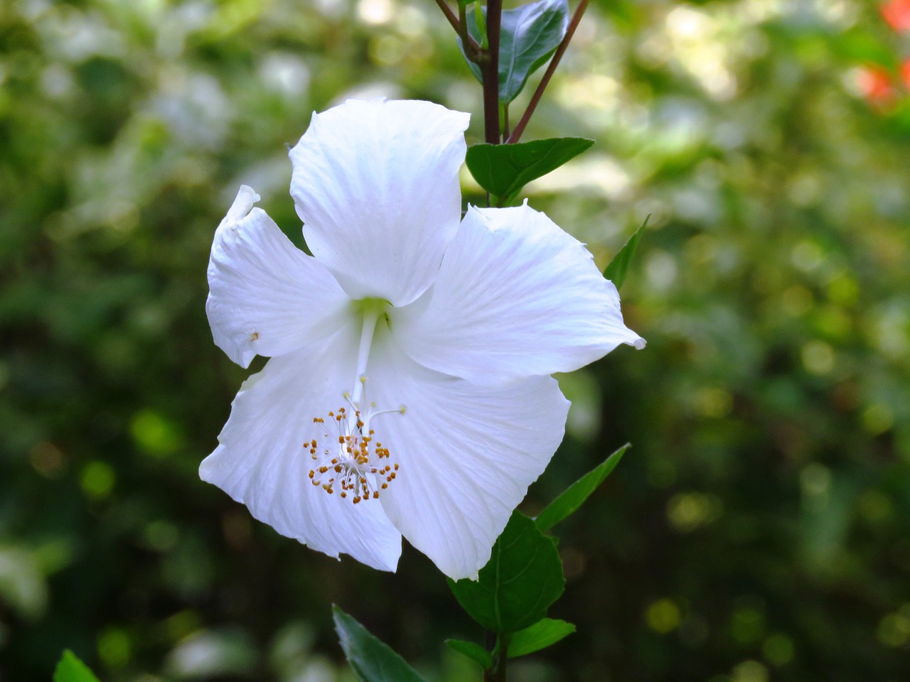 Image - hibiscus rosa sinensis flower white