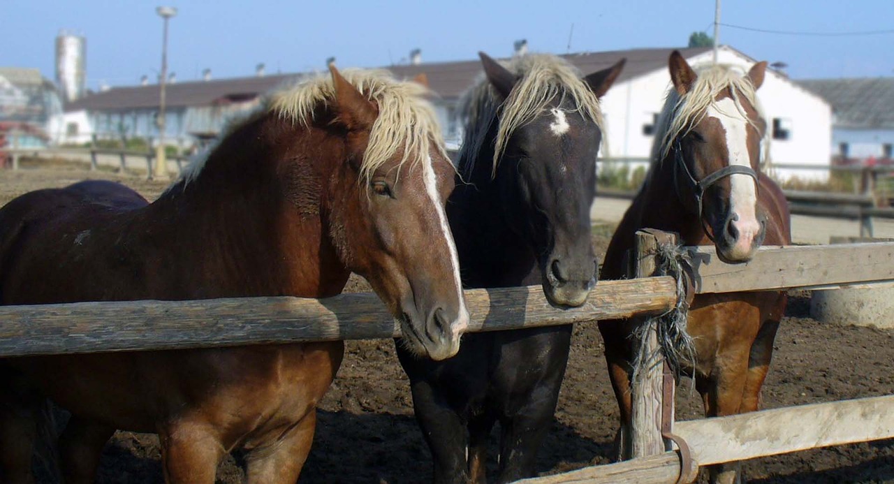 Image - horses mares stallions herd