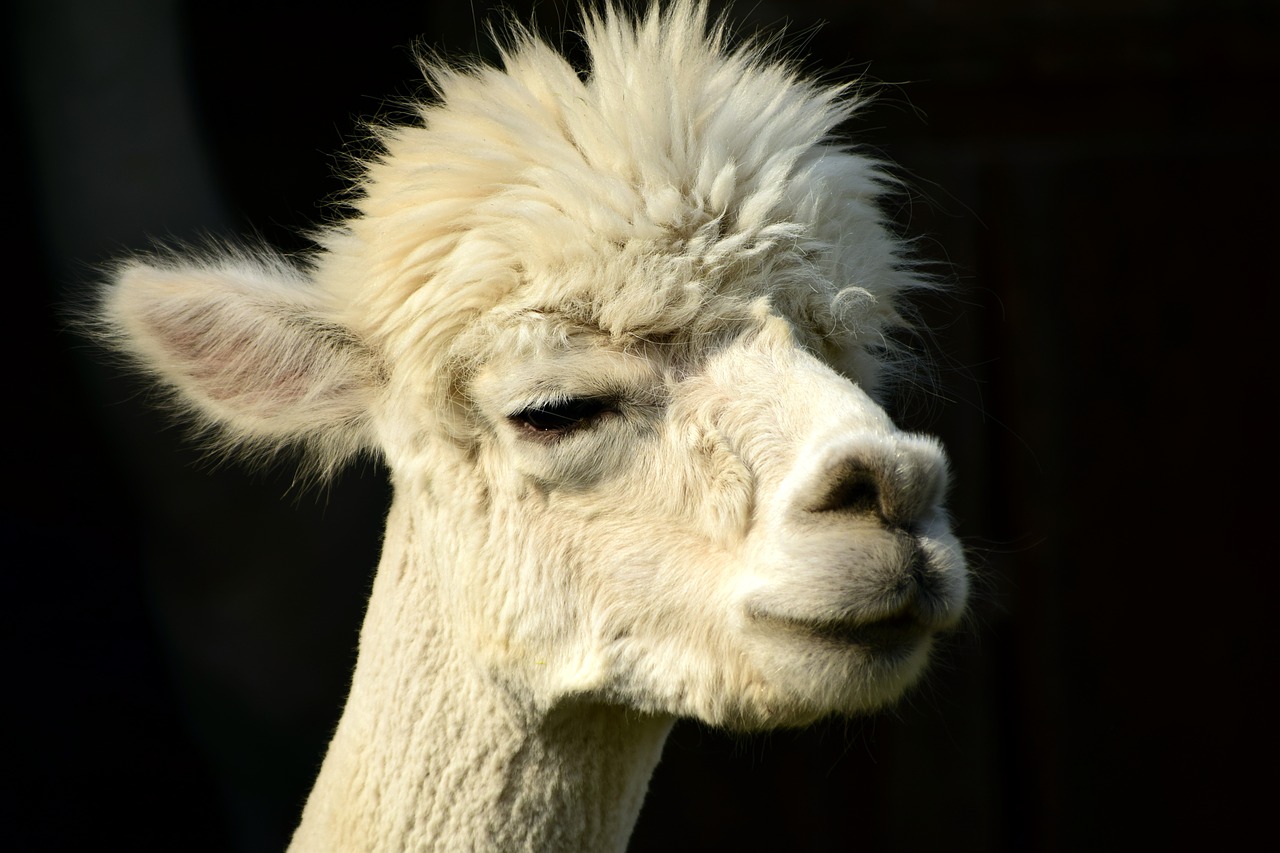 Image - alpaca head animal fluffy furry