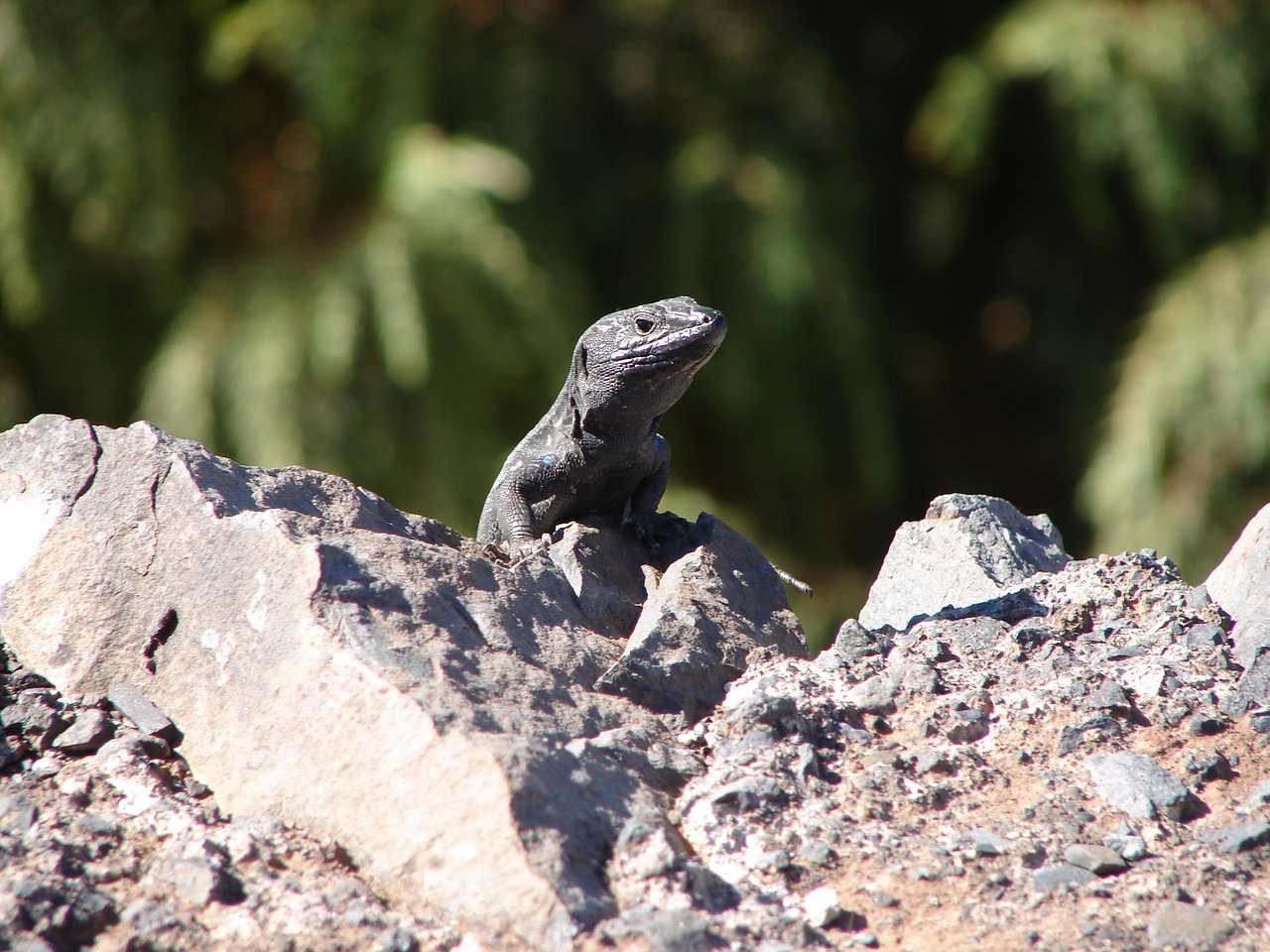 Image - lizard amphibian hot stone dry