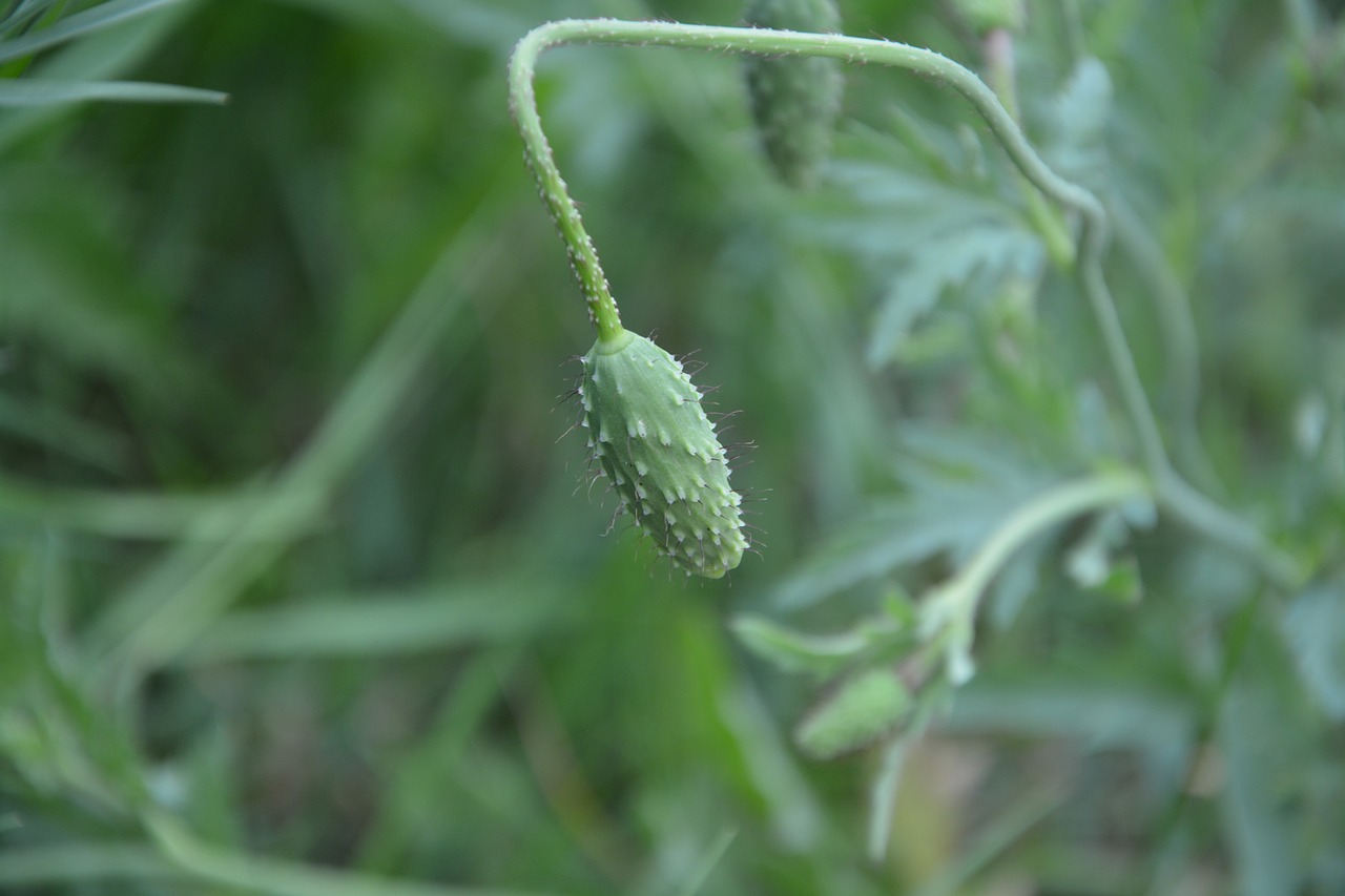 Image - bud of red poppy green nature