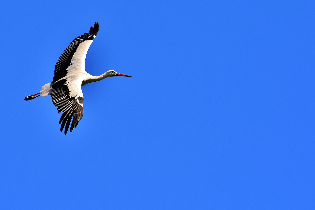 Image - stork fly wing birds plumage