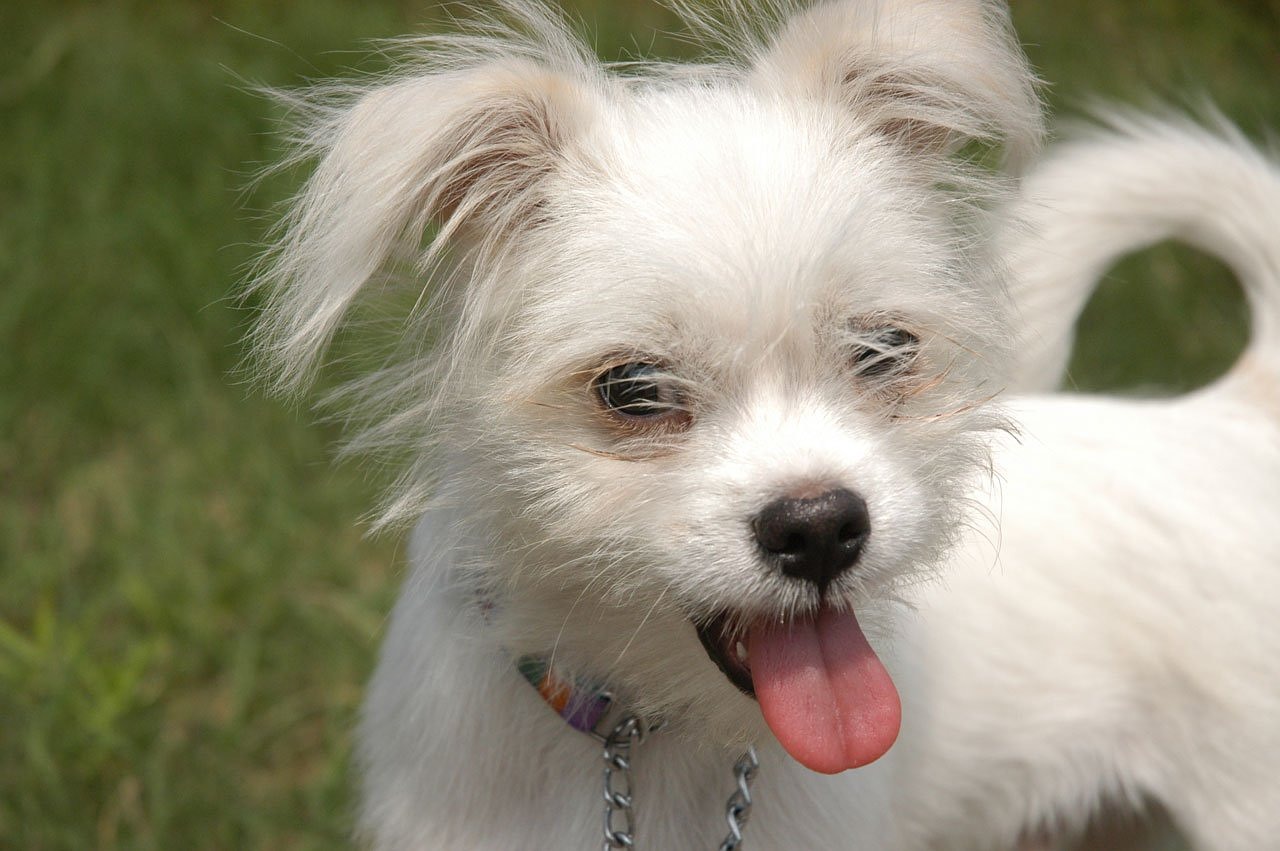 Image - dog puppy white cute canine