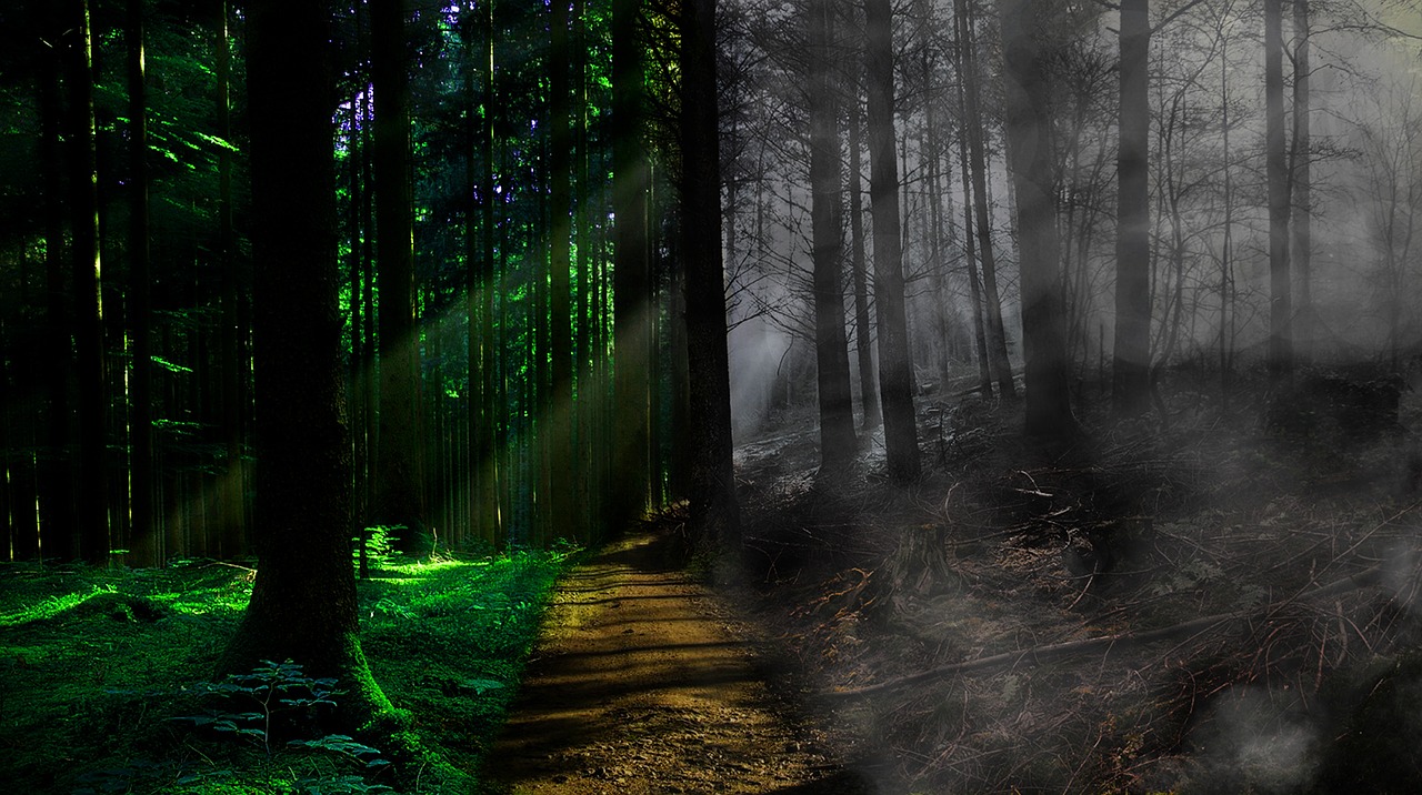 Image - death life fog forest path trees