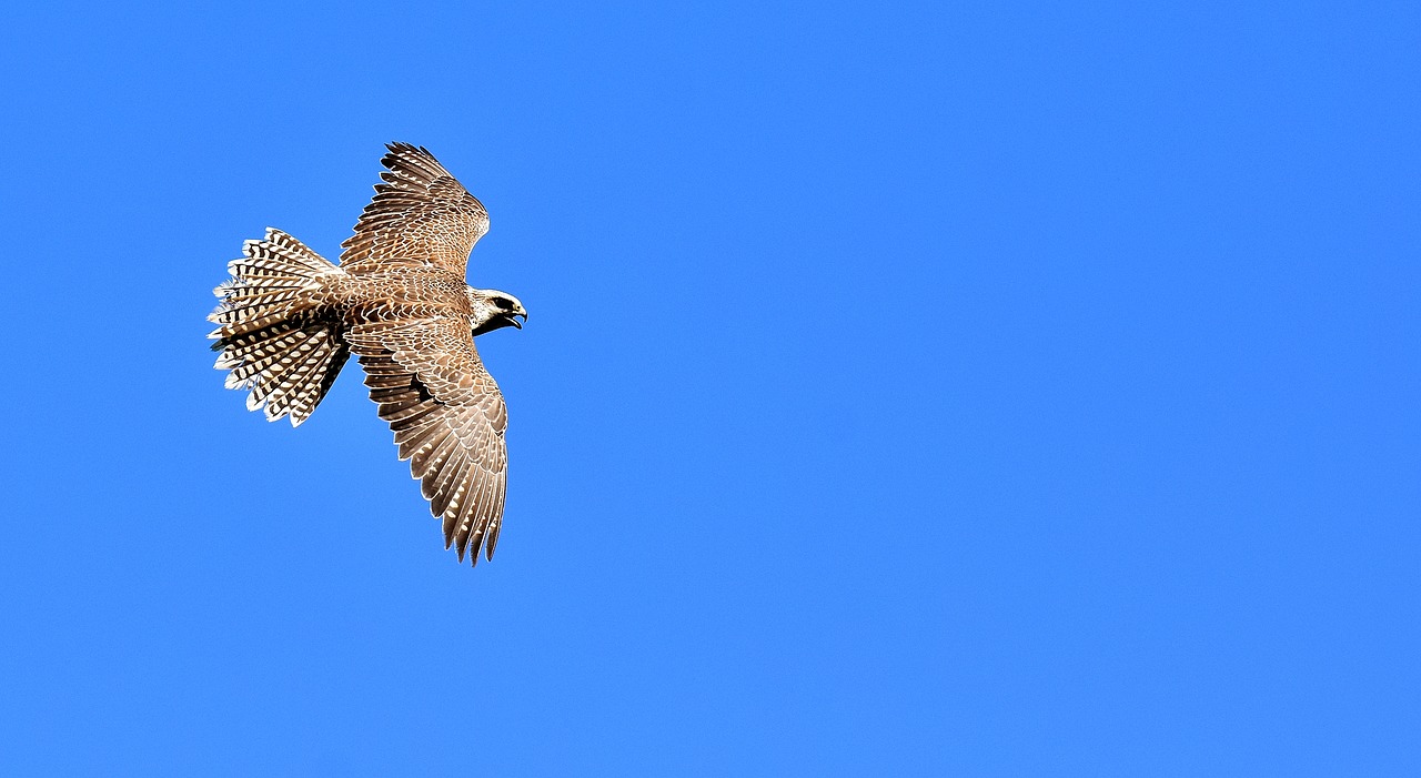 Image - falcon bird of prey