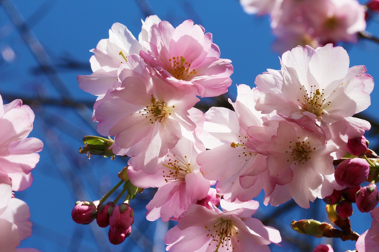 Image - cherry prunus cherry blossom