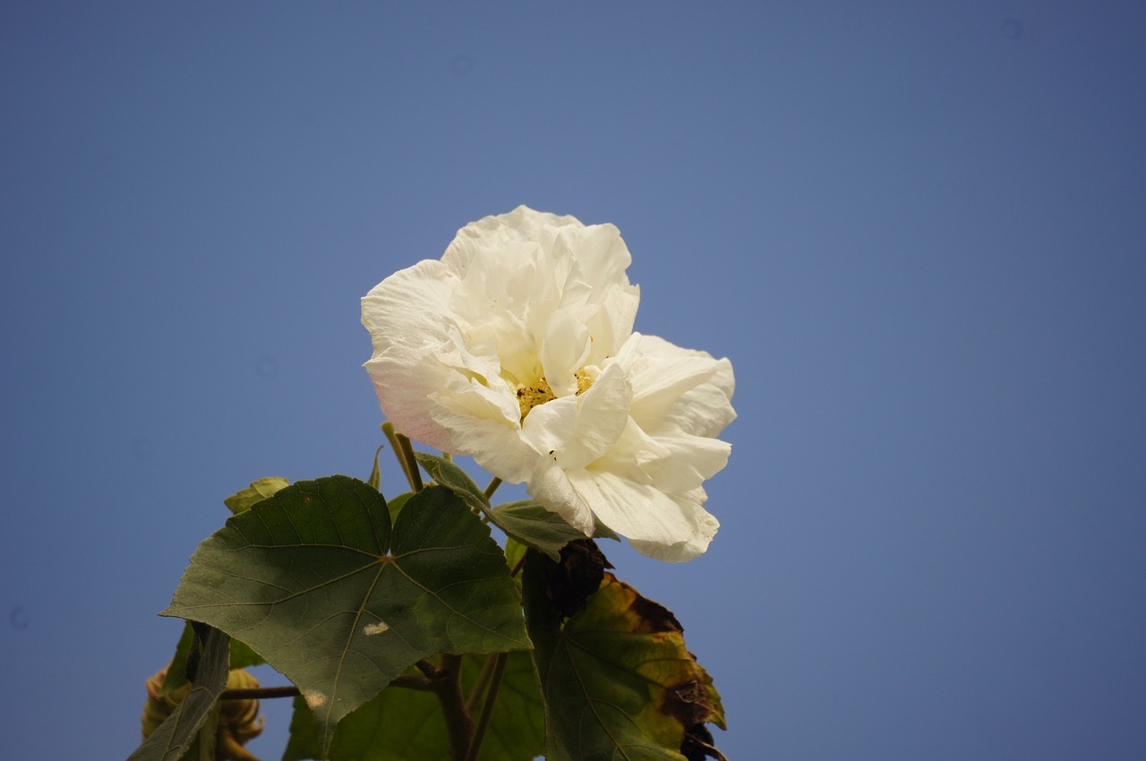 Image - nature flora florez insects